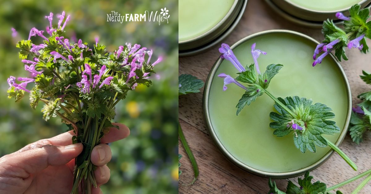 Henbit Salve Recipe (for aches & pains)